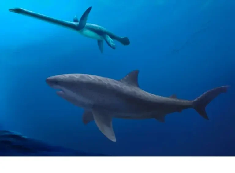 Descoberta Chocante: Fósseis de Tubarão Gigante de 115 Milhões de Anos Revelam Predador Ancestral na Austrália